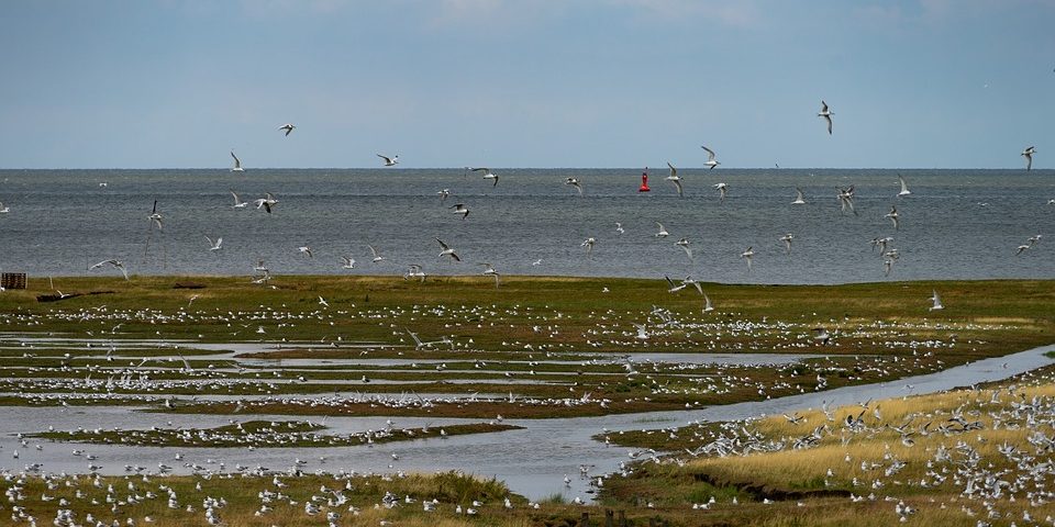 nature-3611229_960_720