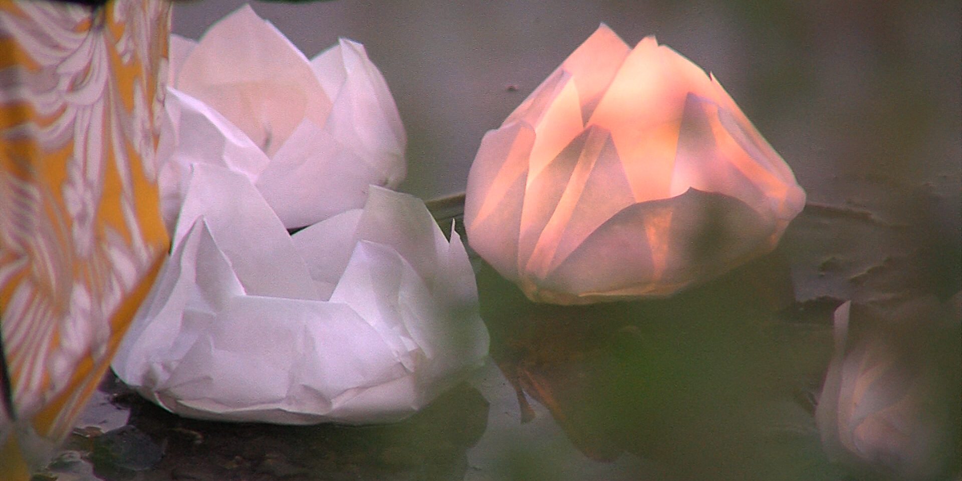 Lotusblütenfest Offener Kanal SchleswigHolstein