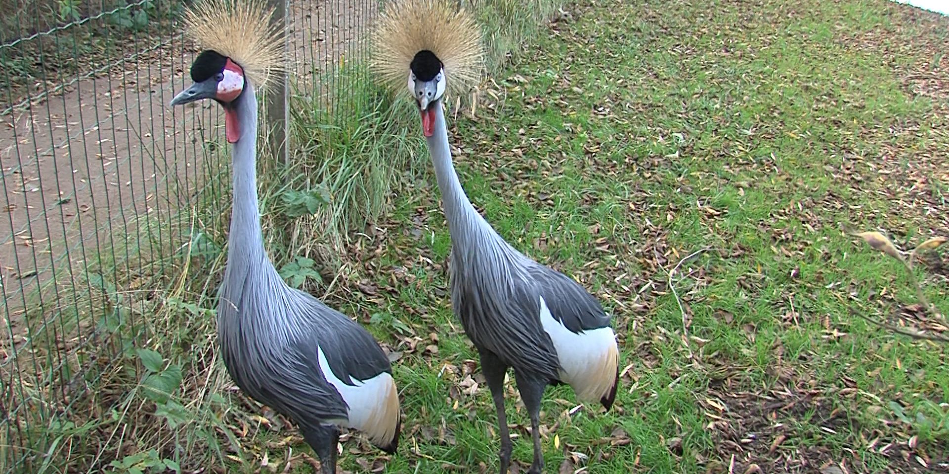 Vogelpark.Standbild001