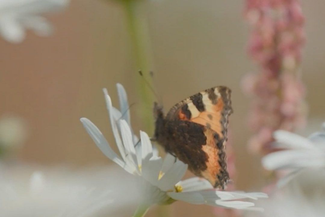 500309939_18466035070077632_3656953742754775476_n